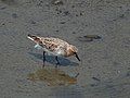 Anderson Inlet's intertidal mudflats are of world importance for red-necked stints