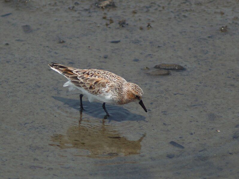 File:Calidris ruficollis P4233842.jpg