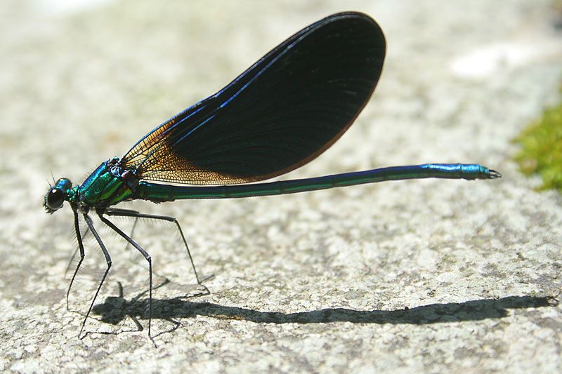 File:Calopteryx virgo meridionalis.jpg