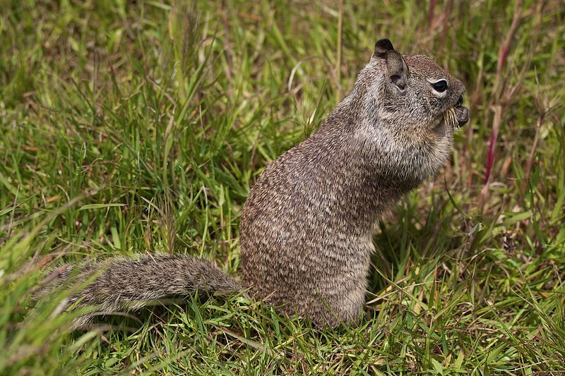 File:Cambria ground squirrel.jpg