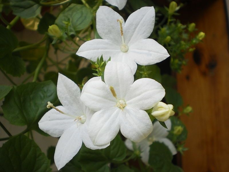 File:Campanula isophylla.jpg