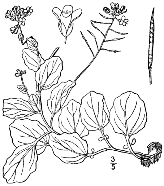 File:Cardamine rotundifolia BB-1913.png