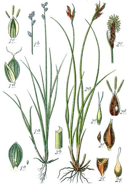 File:Carex spp Sturm33.jpg