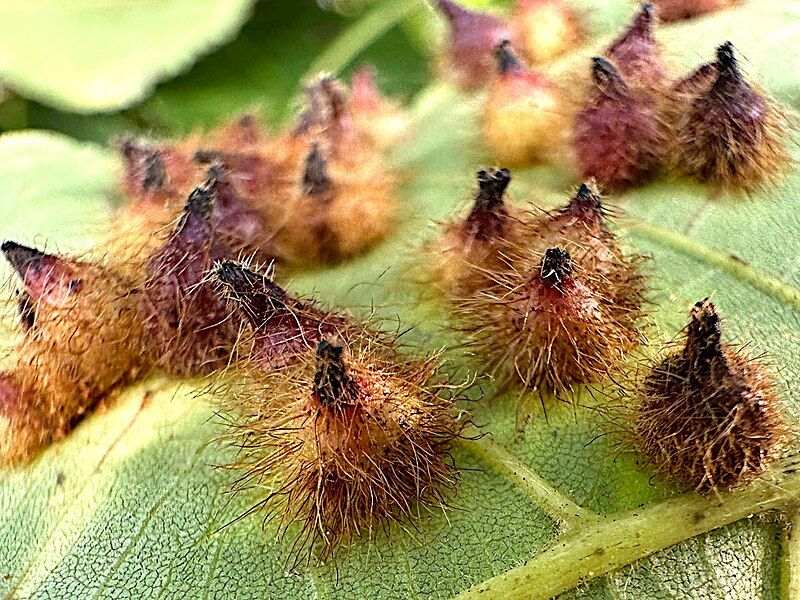 File:Caryomyia echinata-underside galls.jpg