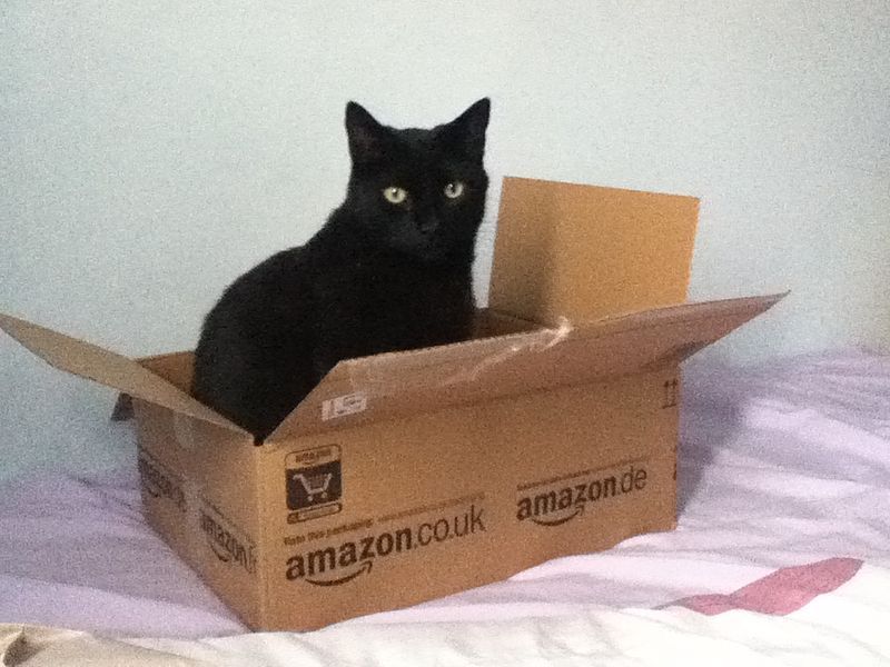 File:Cat in Box.JPG