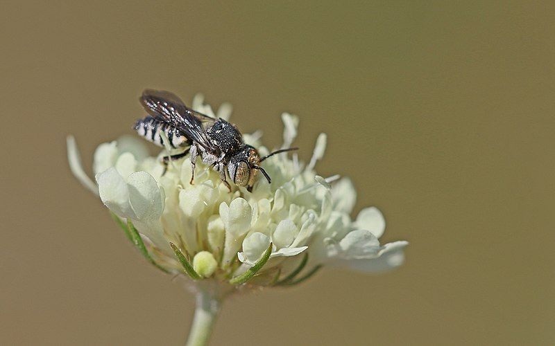 File:Coelioxys polycentris.jpg