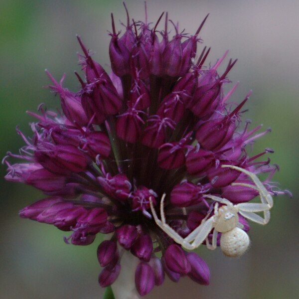 File:Crab spider allium2.jpg