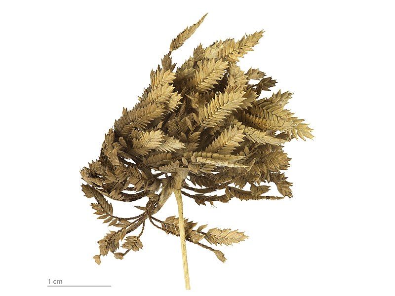 File:Cyperus eragrostis MHNT.BOT.2007.40.47.jpg