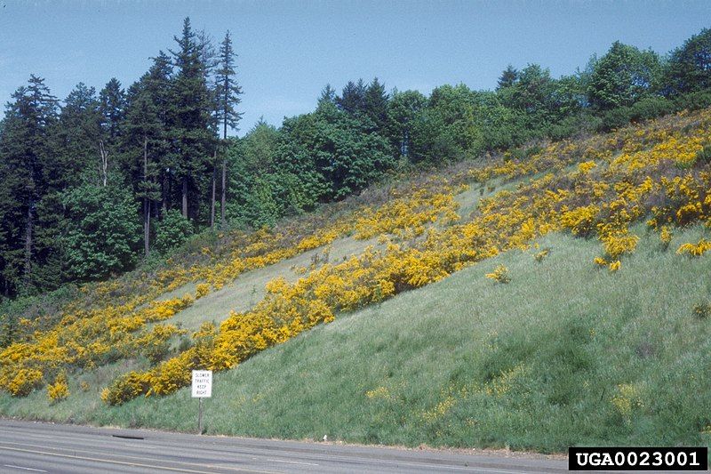 File:Cytisus scoparius USGS.jpg