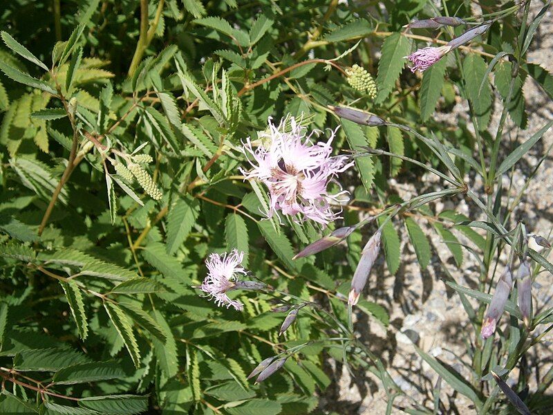 File:Dianthus hyssopifolius 001.jpg