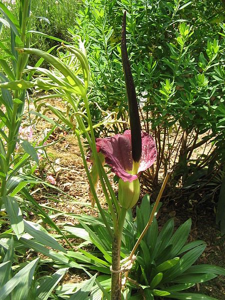 File:Dracunculus vulgaris fading.jpg