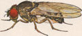 Image 27Male Drosophila pseudoobscura (from Speciation)