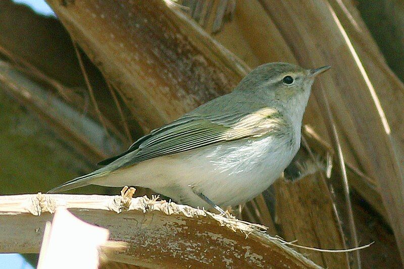 File:Eastern Bonelli's Warbler.jpg