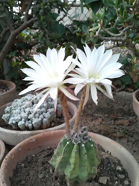 File:Echinopsis Hammerschmidii (13626228803).jpg