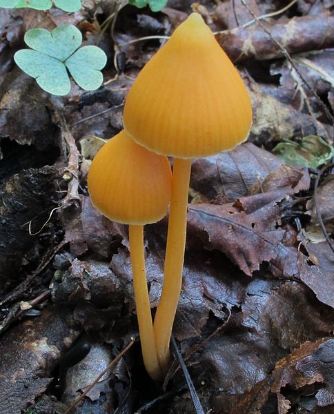 File:Entoloma quadratum 439935.jpg