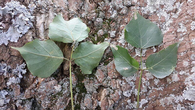 File:Erythrina Caffra leaves.jpg