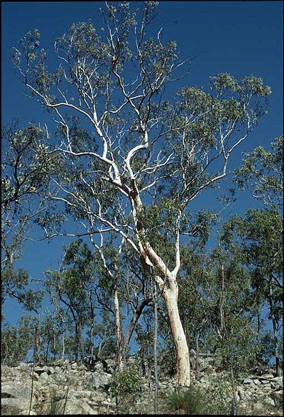 File:Eucalyptus pachycalyx.jpg