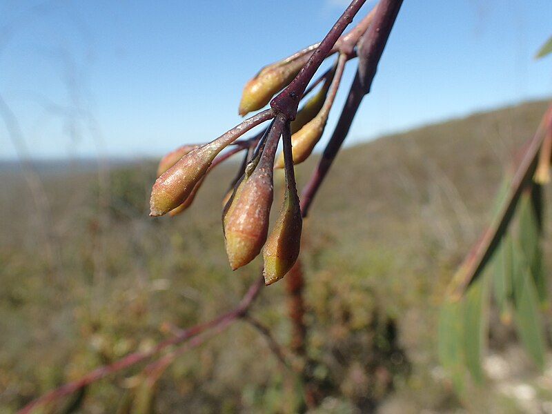 File:Eucalyptus sepulcralis buds.jpg