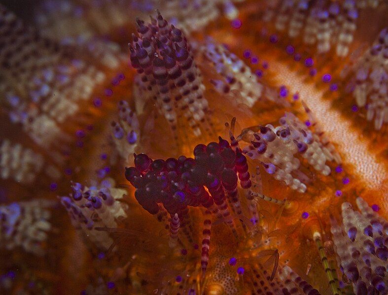 File:Fire urchin closeup.jpg