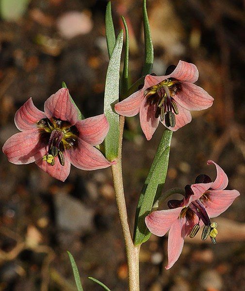 File:Fritillaria karelinii.jpg