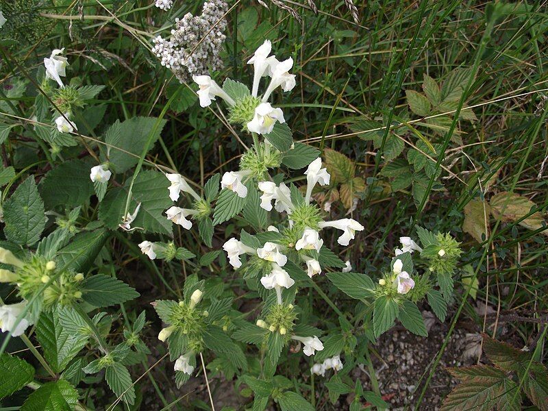 File:Galeopsis segetum Aubrac.jpg