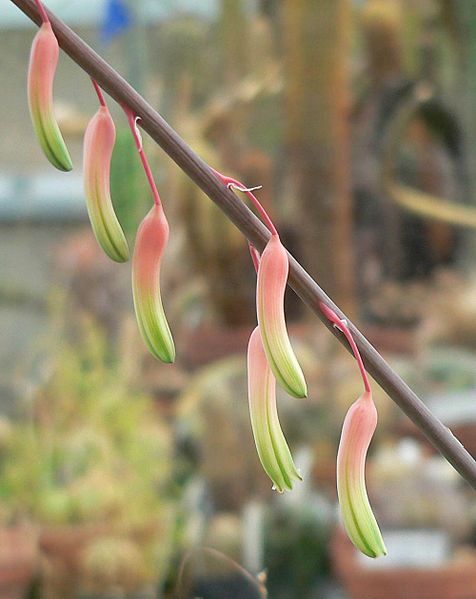 File:Gasteria pillansii 1.jpg