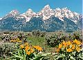 Balsamorhiza sagittata in Grand Teton National Park, Wyoming, US