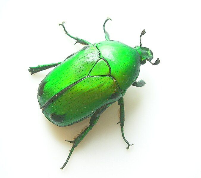 File:GreenScarabeidBangalore1.jpg