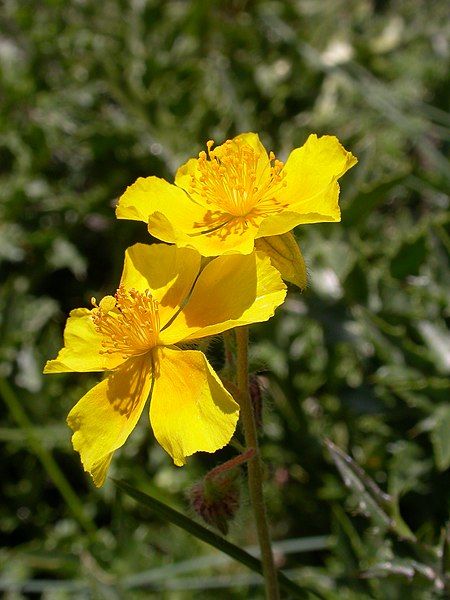 File:Helianthemum nummularium2.JPG