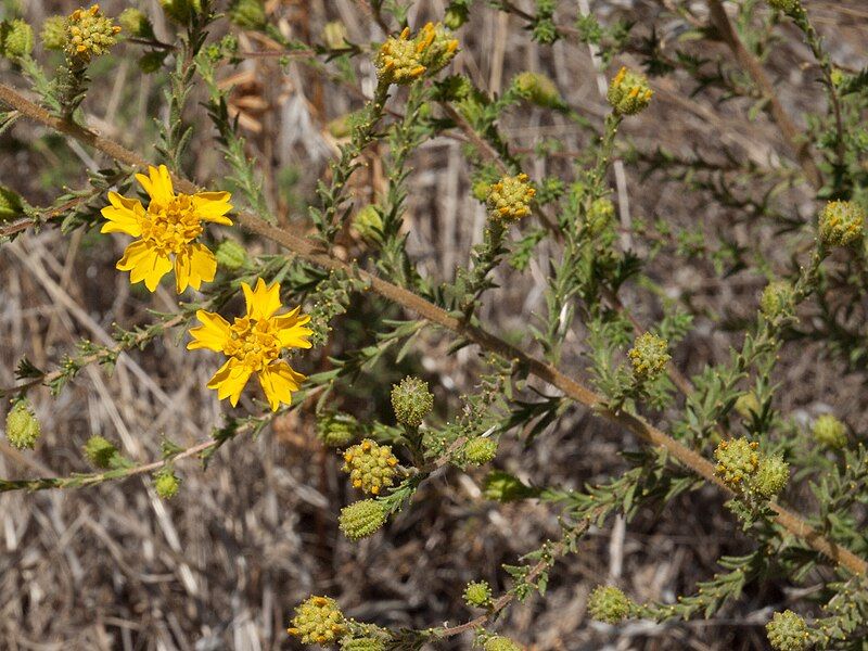 File:Holocarpha heermannii.jpg