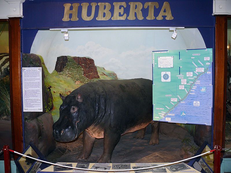 File:Huberta uitstalling.jpg