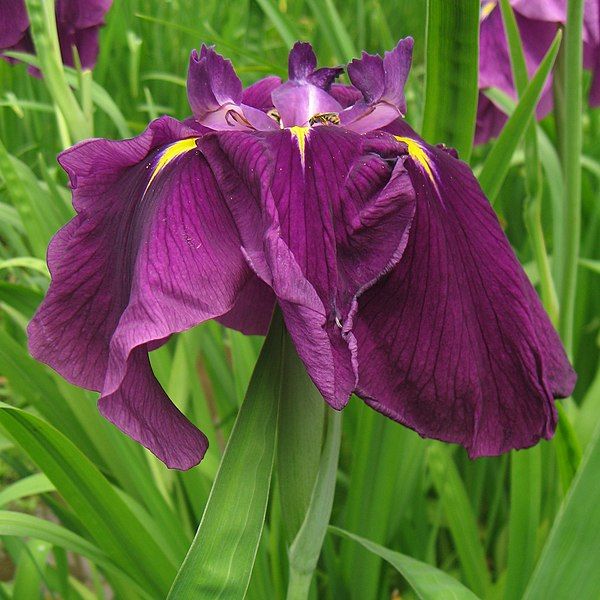 File:Iris ensata 'Narihira'01.jpg