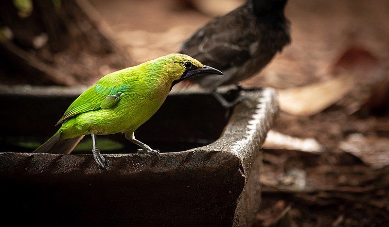 File:Jerdon's leafbird 1.jpg