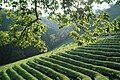 Green tea field