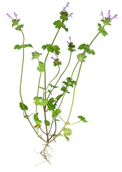 File:Lamium amplexicaule scan.jpg