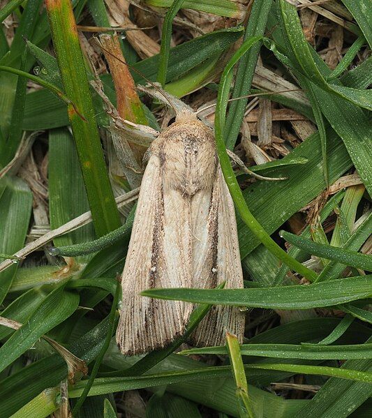 File:Leucania stenographa 262738517.jpg