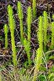 Marsh clubmoss.