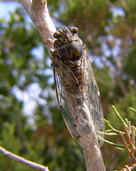 File:Lyristes plebejus Molat.jpg