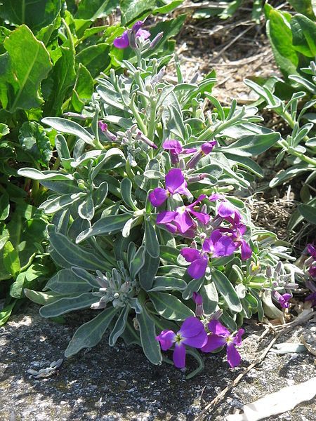 File:Matthiola incana01.jpg