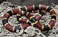 Image 25A venomous coral snake uses bright colours to warn off potential predators. (from Animal coloration)