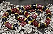 The deadly Texas coral snake, Micrurus tener, (the Emsleyan/Mertensian mimic)