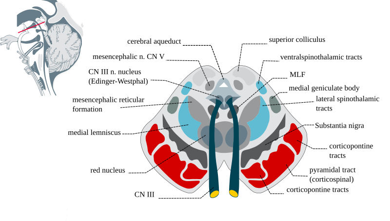 File:Midbrainsection.svg