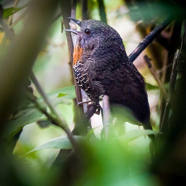 File:Mishmi Wren-Babbler.jpg