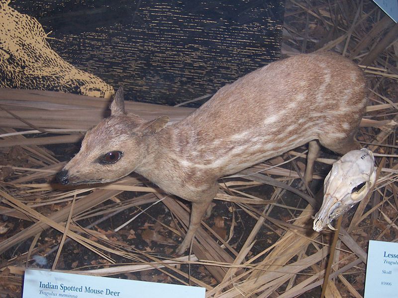 File:MouseDeer0.jpg