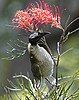 Noisy Friarbird