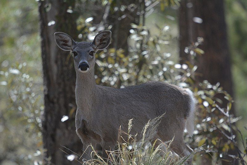 File:Odocoileus virginianus couesi.jpg