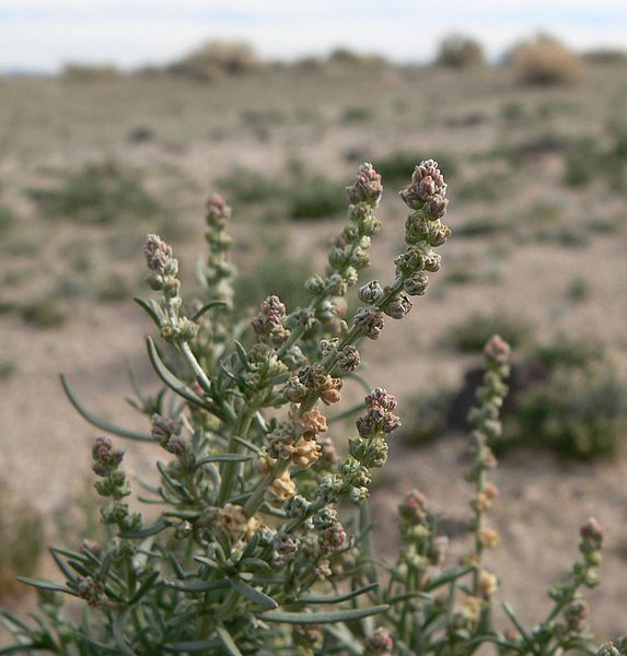 File:Oligomeris linifolia 4.jpg