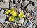 Papaver rhaeticum