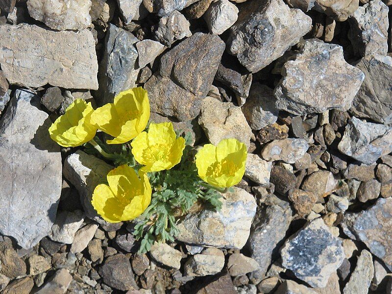 File:Papaver rhaeticum002.jpg