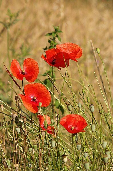 File:Papaver rhoeas LC0050.jpg